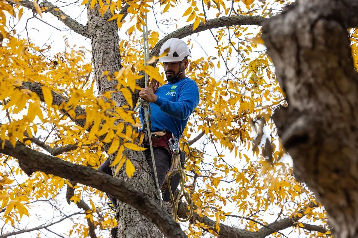 Skilled Tree Planting crew working in Rockland